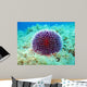 Sea Urchin Wall Decal