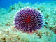 Sea Urchin Wall Decal