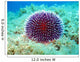 Sea Urchin Wall Decal