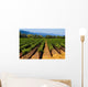 Napa Valley Vineyard in California Wall Mural