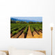 Napa Valley Vineyard in California Wall Mural