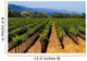 Napa Valley Vineyard in California Wall Mural