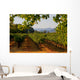 Napa Valley Vineyard in California at Sunset Wall Mural