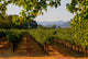 Napa Valley Vineyard in California at Sunset Wall Mural