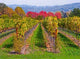 Vineyard Autumn Wall Decal