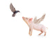 Flying Pig and Bird Wall Decal Sticker Set