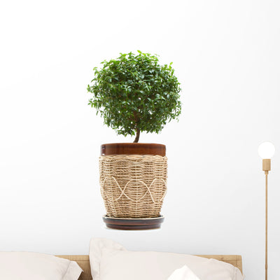 Myrtle Tree Wall Decal shown on a wall