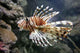 Lion Fish Wall Decal Design 2