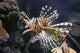 Lion Fish Wall Decal Design 1
