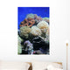 Coral Wall Decal
