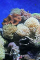 Coral Wall Decal