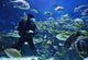 Diver Wall Decal Design 2