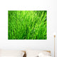 Grass Wall Mural