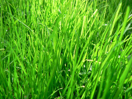 Grass Wall Mural