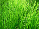 Grass Wall Mural