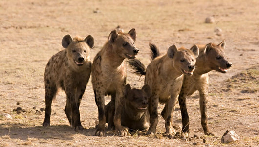 Pack of Hyenas Wall Mural