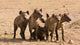 Pack of Hyenas Wall Mural