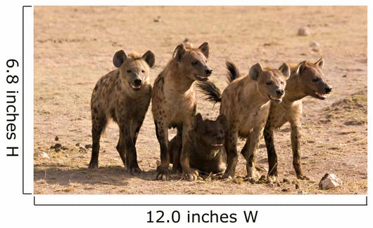 Pack of Hyenas Wall Mural