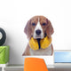 Beagle dog with yellow headphones isolated on white background Wall Decal