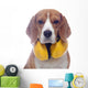 Beagle dog with yellow headphones isolated on white background Wall Decal