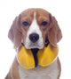 Beagle dog with yellow headphones isolated on white background Wall Decal