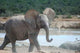 Junger Elefant Wall Decal