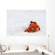 Hermit crab Wall Mural