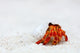 Hermit crab Wall Mural