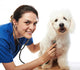 happy veterinar and dog Wall Decal