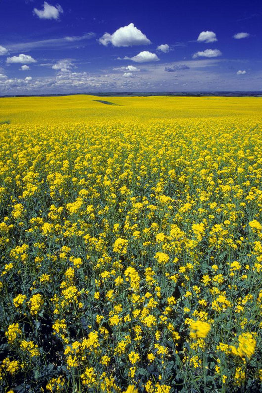 Field Canola Wall Decal Design 1
