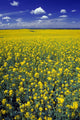 Field Canola Wall Decal Design 1