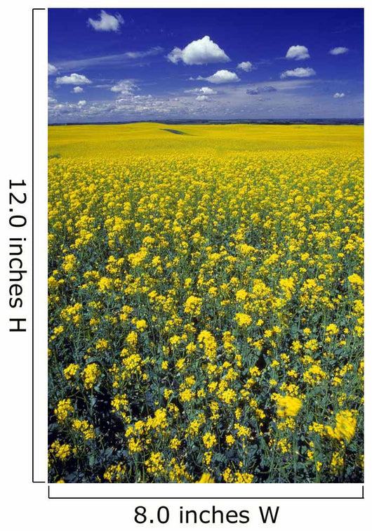 Field Canola Wall Decal Design 1