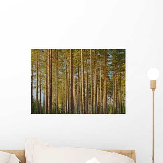 Pine Forest Wall Decal