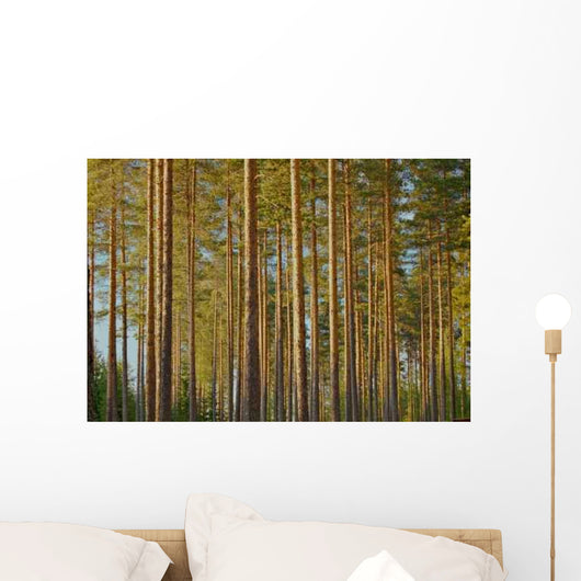 Pine Forest Wall Decal