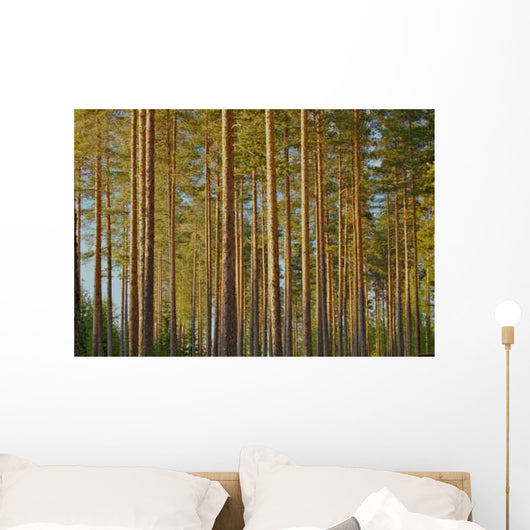 Pine Forest Wall Decal