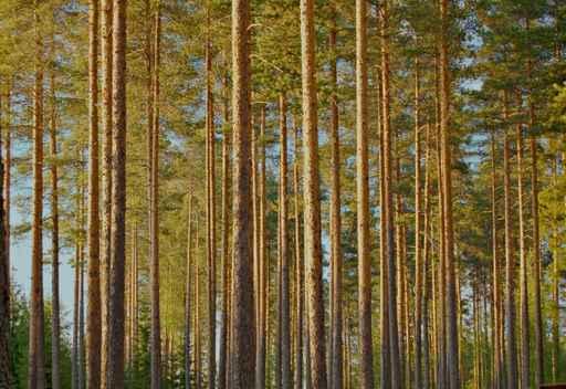 Pine Forest Wall Decal