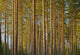 Pine Forest Wall Decal