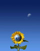 Sunflower World with Lune Wall Decal