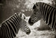 Portrait of to Zebras Sepia Look Wall Mural