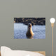 Galapagos sea lion roaring. Wall Mural