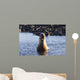 Galapagos sea lion roaring. Wall Mural