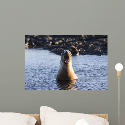 Galapagos Angry Sea Lion Wall Mural shown on a wall