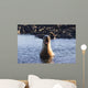 Galapagos sea lion roaring. Wall Mural