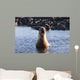 Galapagos sea lion roaring. Wall Mural