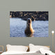 Galapagos sea lion roaring. Wall Mural