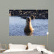 Galapagos sea lion roaring. Wall Mural