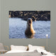 Galapagos sea lion roaring. Wall Mural