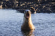 Galapagos sea lion roaring. Wall Mural