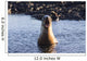 Galapagos sea lion roaring. Wall Mural