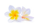 White Frangipani Plumeria Flower Wall Decal